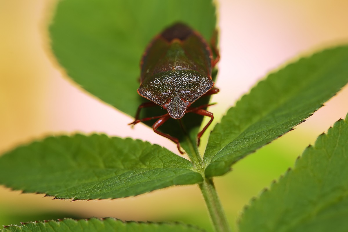 How to Get Rid of Houseplant Bugs